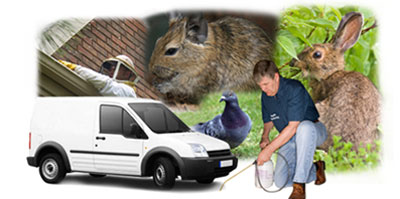 Hadley Wood local van